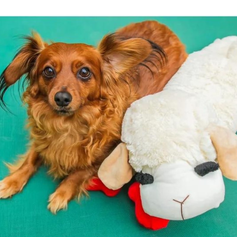 Top 7 lamb Chop Dog Toy Reviews – Big Lamb Chop Dog Toy